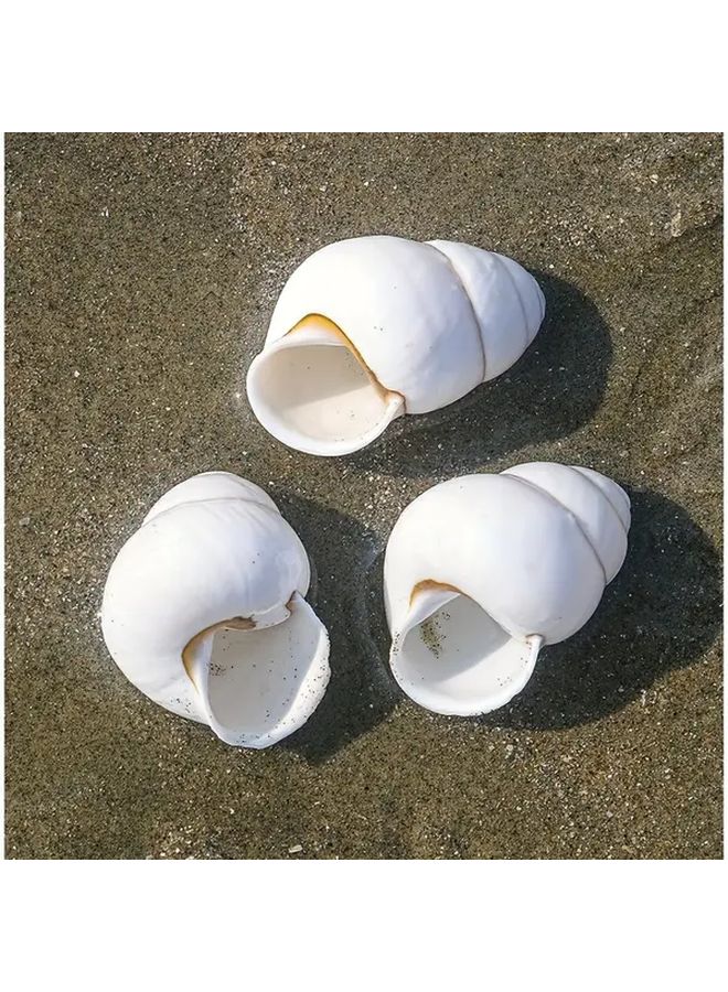 White Snail Shell Aquarium Decor 1pc Glossy Enamel Conch Nordic Style Fish Tank Ornament - Image 4